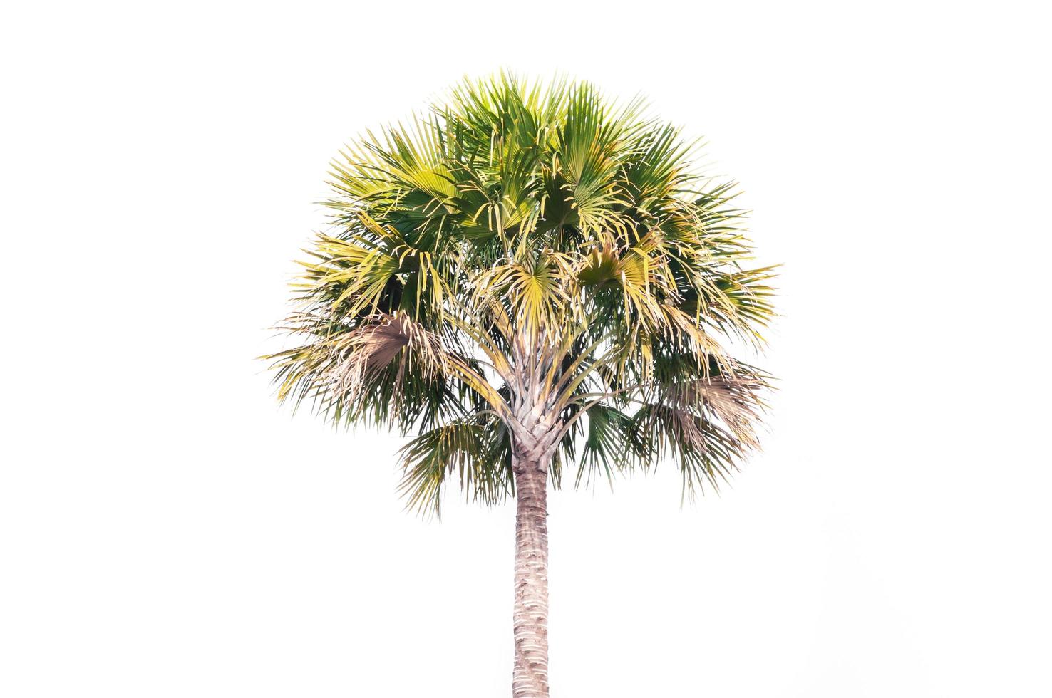 asiatico palmyra palma albero, toddy palma, zucchero palma, o cambogiano palma, tropicale albero nel il nord-est di Tailandia , su bianca sfondo foto