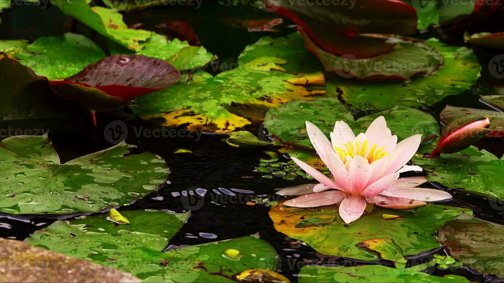 loto fiori e le foglie su lago acqua foto