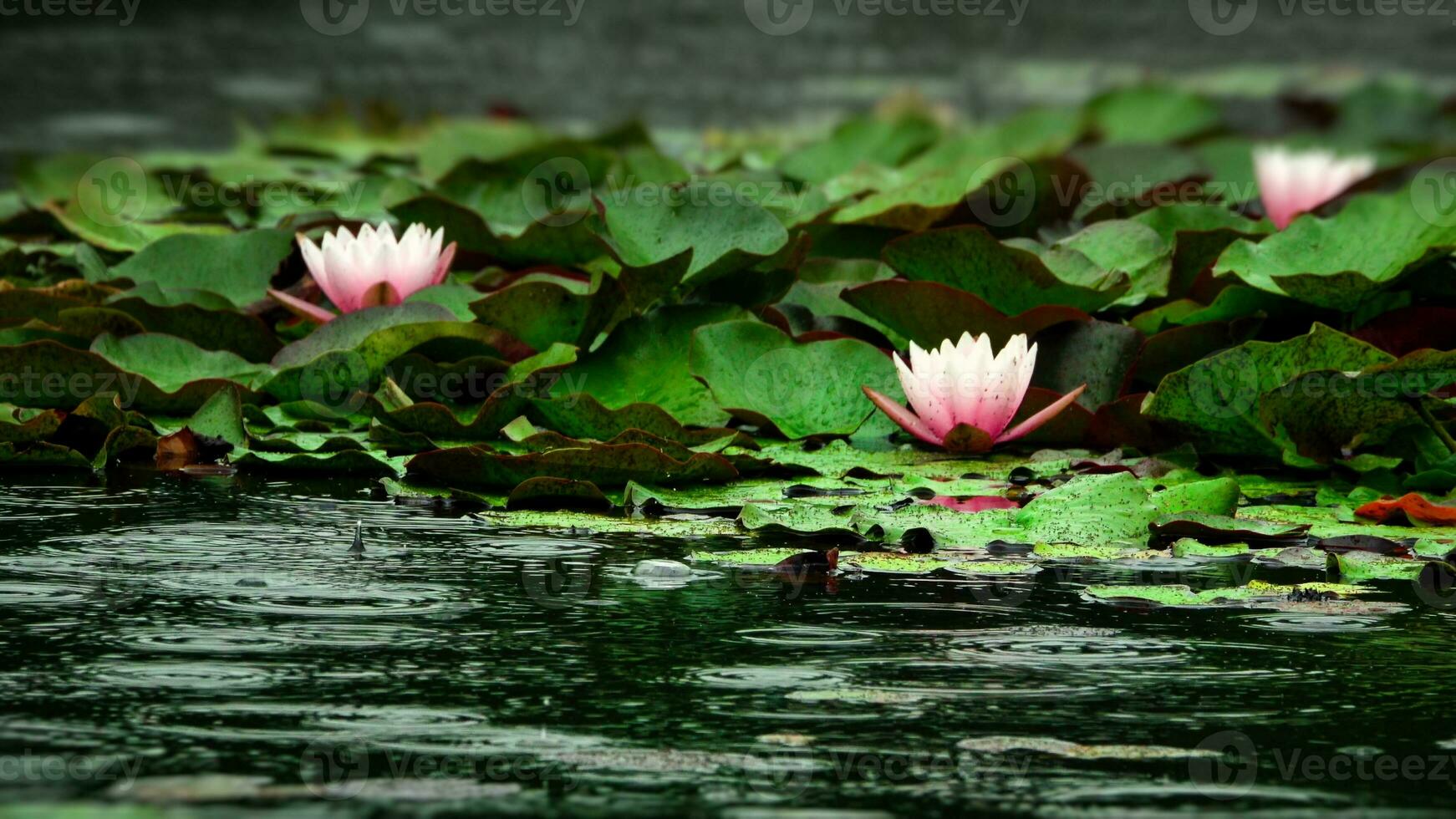 loto fiori e le foglie su lago acqua foto