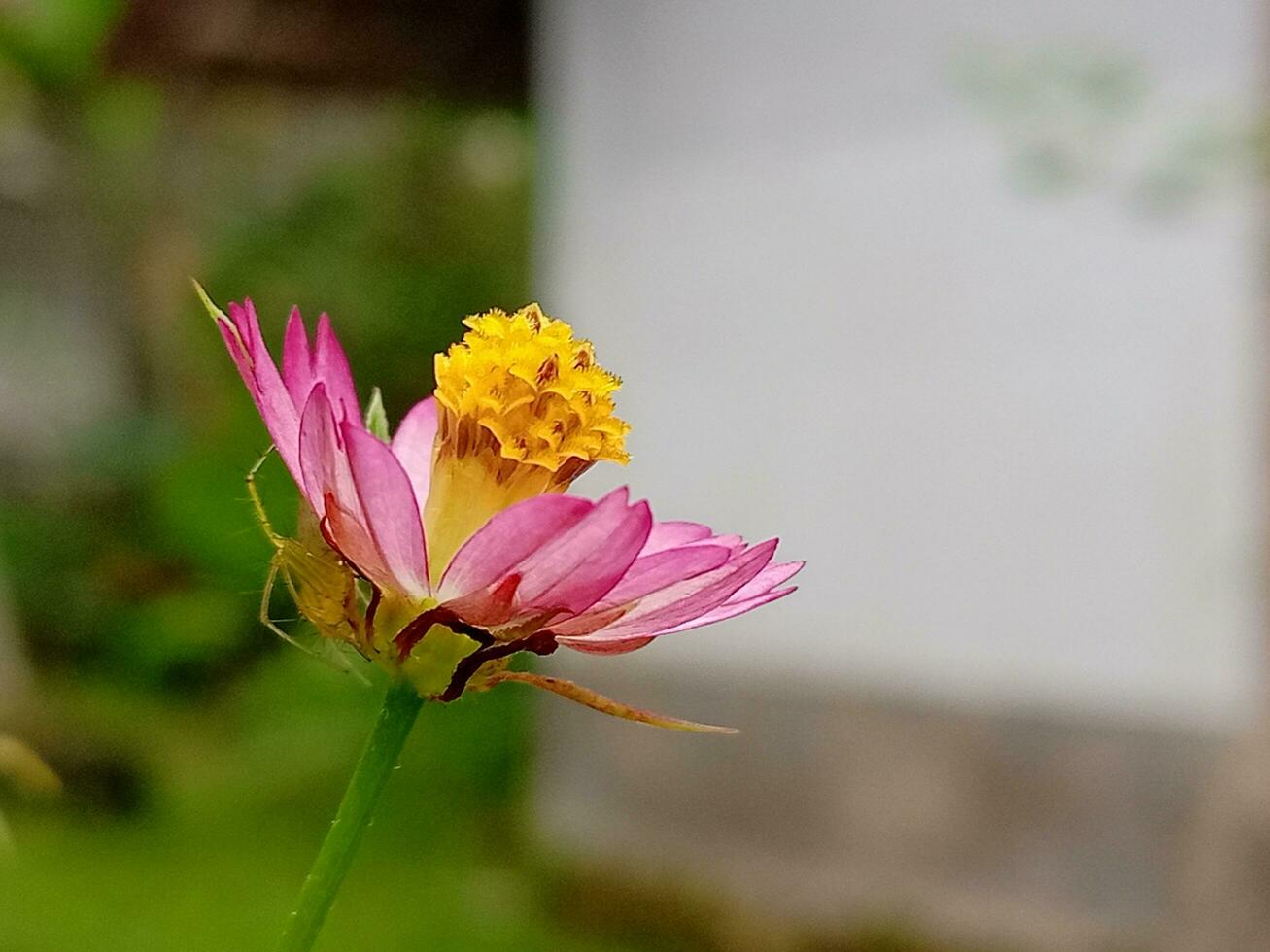 rosa fiori su sfocato sfondo foto