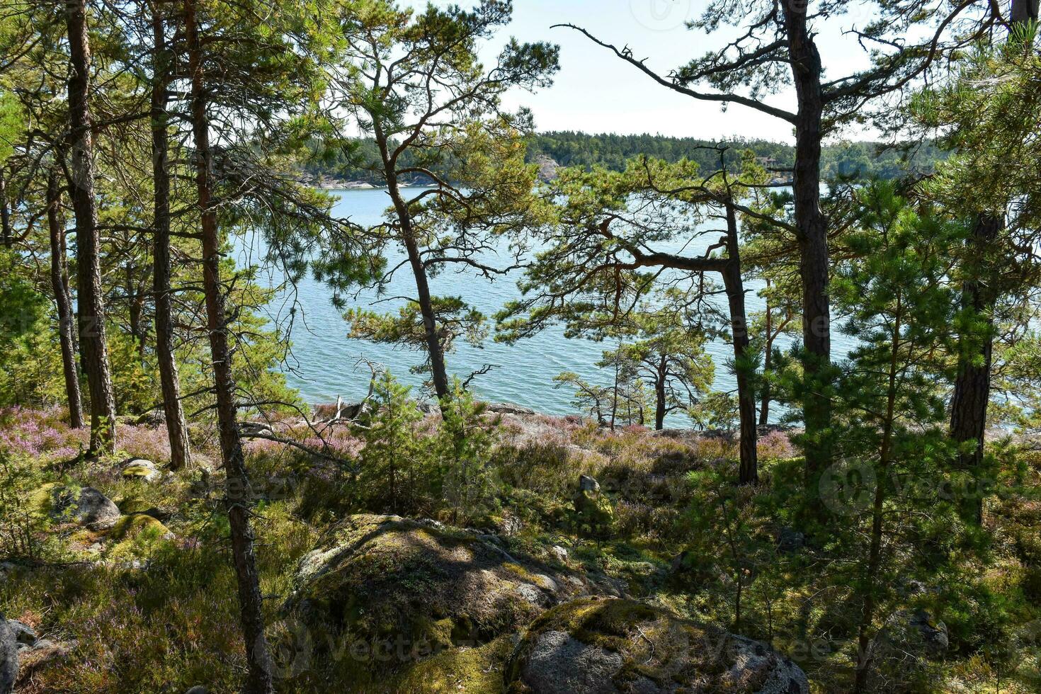 stoccolma Svezia mare Visualizza a partire dal il foresta foto