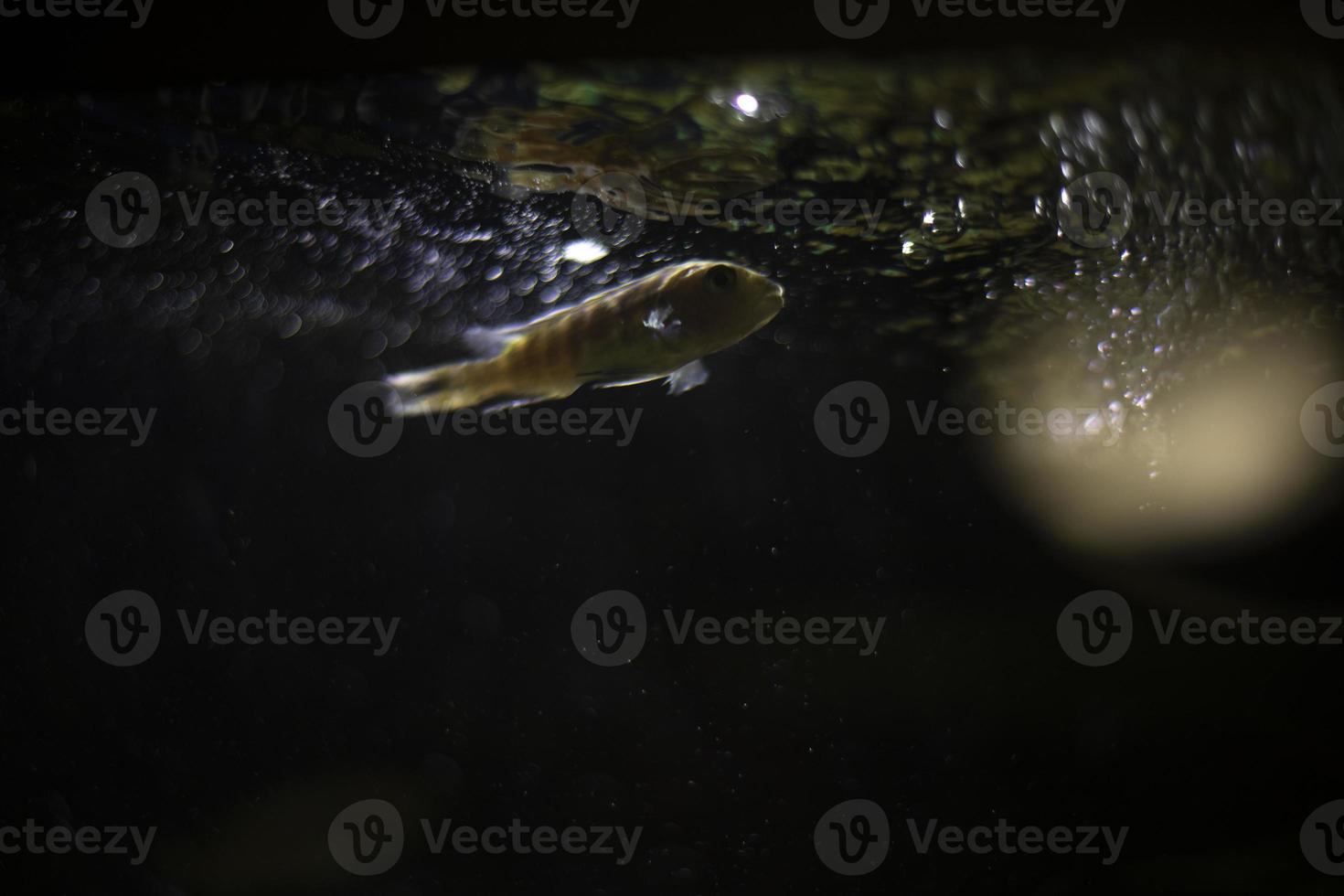 pesce nel acquario respirare aria. pesce andato su. aria bolle nel acquario. foto