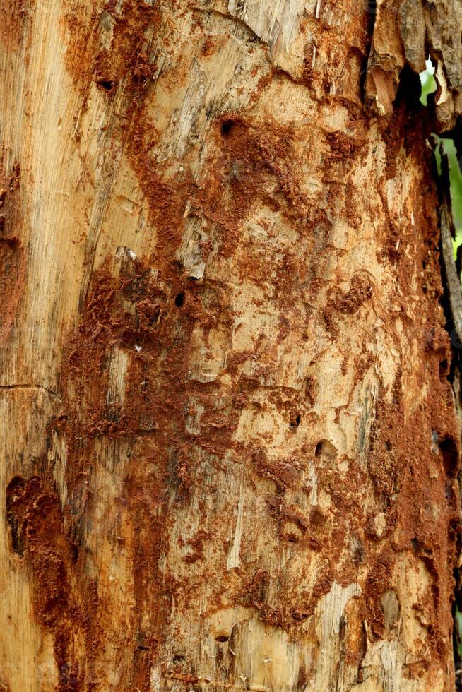 il termiti avere mangiato il albero tronco. foto