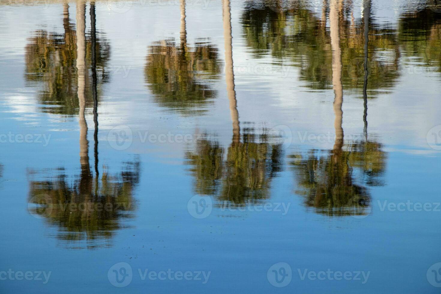 palma alberi riflettendo nel il acqua foto