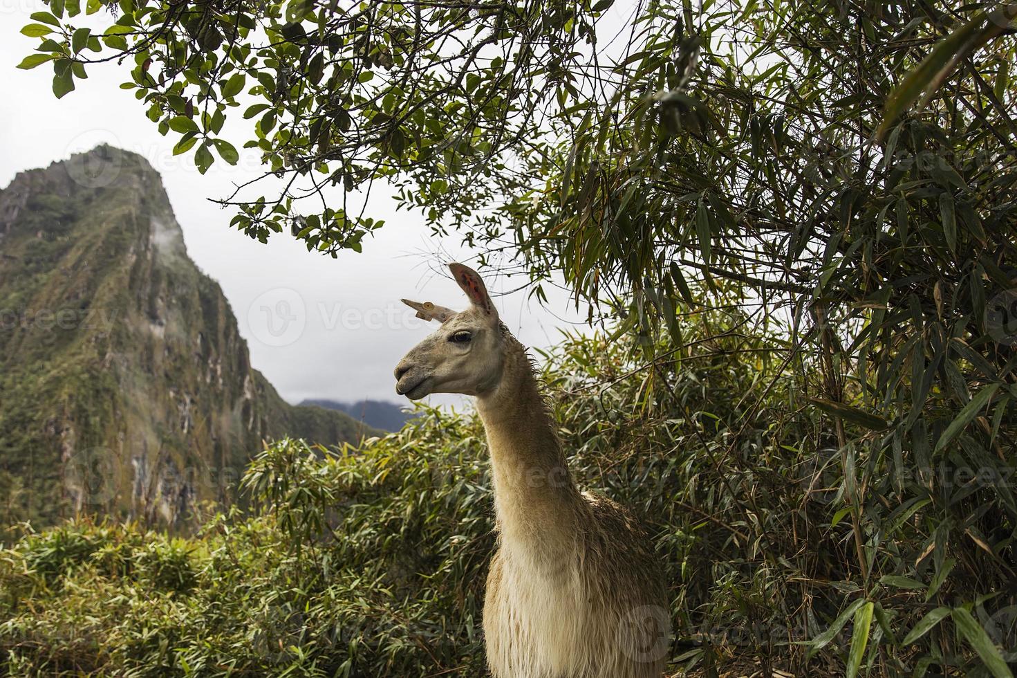 lama a machu picchu in perù foto