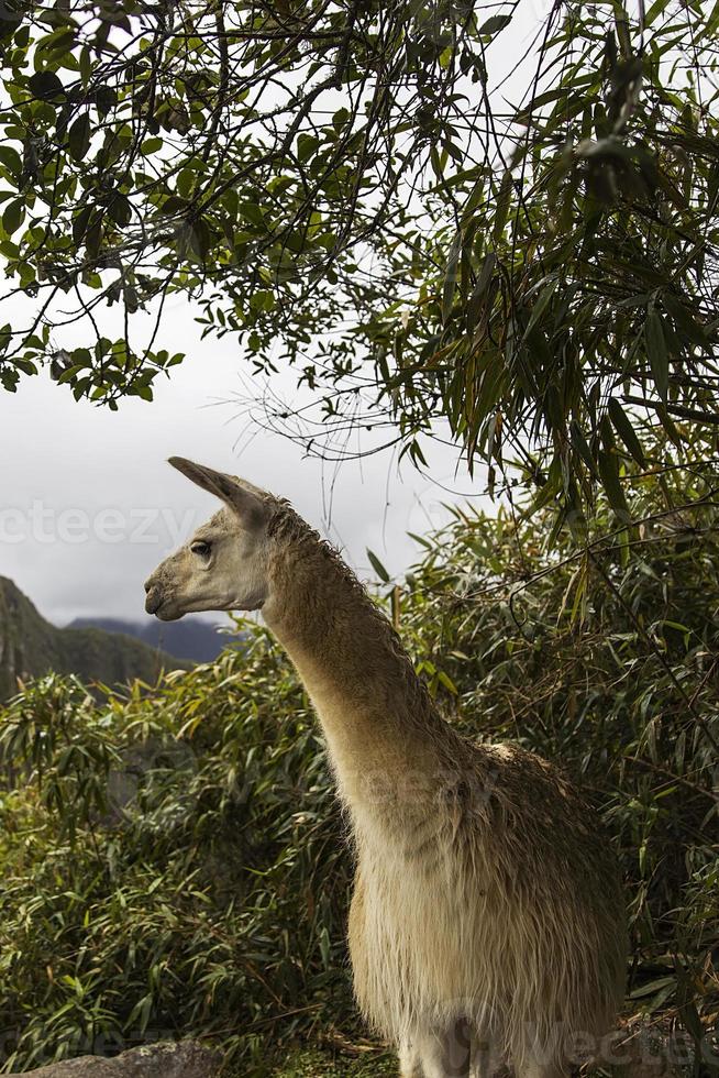 lama a machu picchu in perù foto