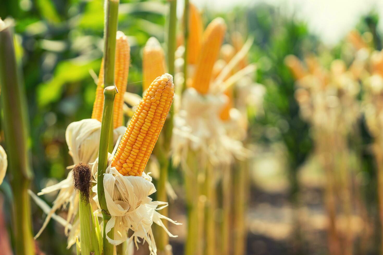 Mais campo su Ritaglia pianta per raccolta foto