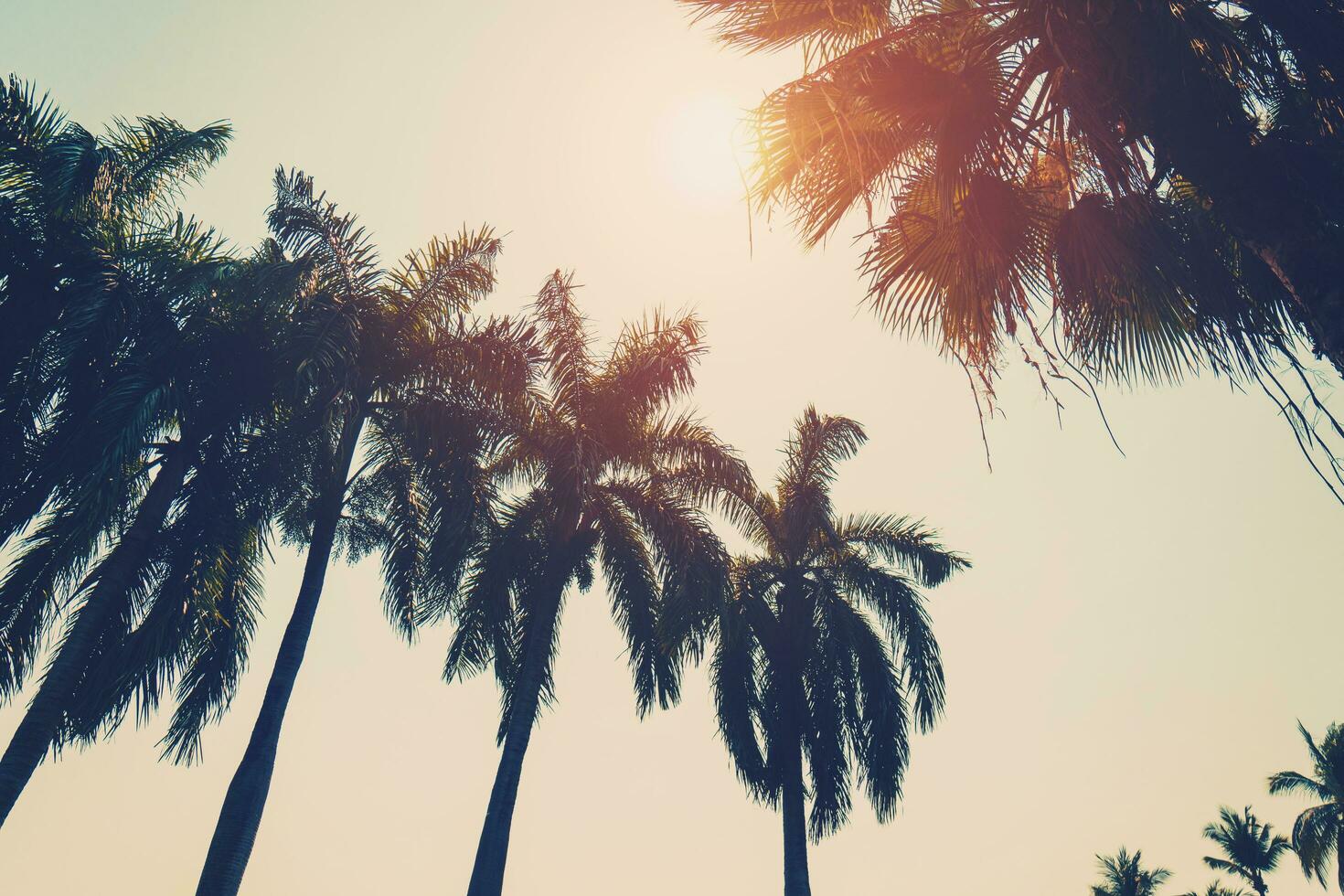 Noce di cocco palma albero su spiaggia nel estate con Vintage ▾ effetto. foto