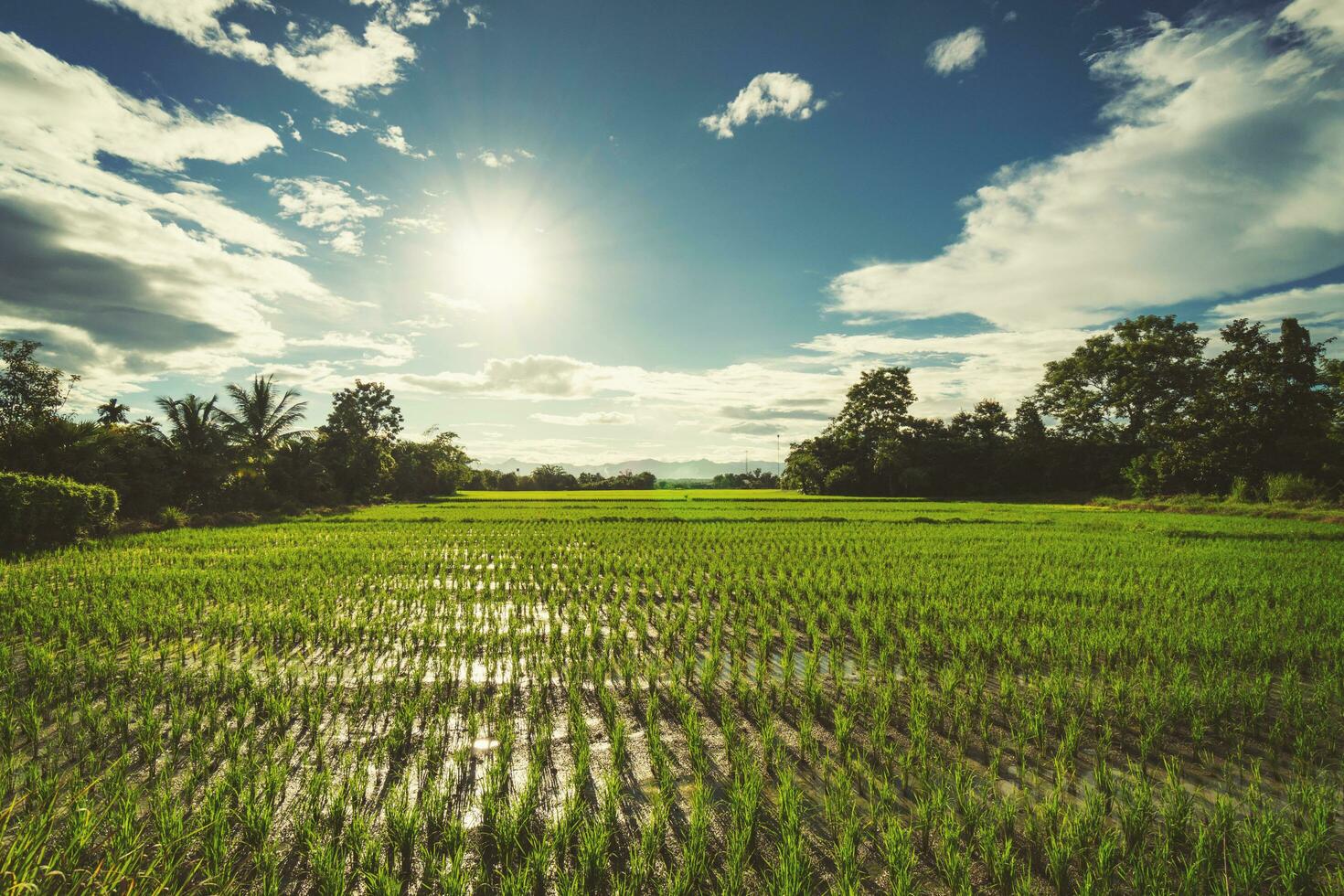 riso campo e sole blu cielo con lente bagliore. foto