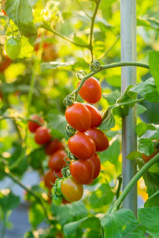 vicino su rosso pomodoro su giardino campo foto