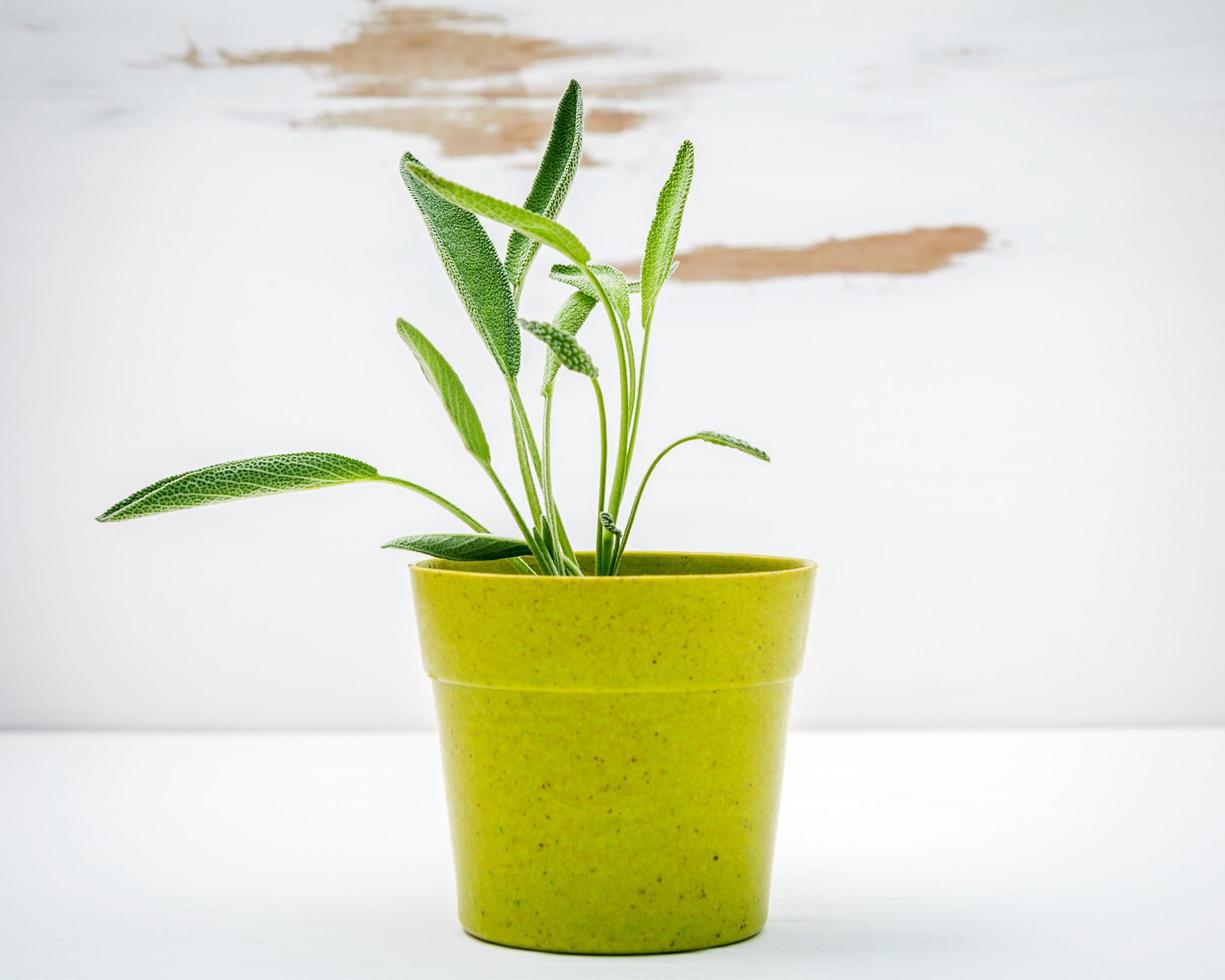 salvia in vaso su uno sfondo bianco squallido foto