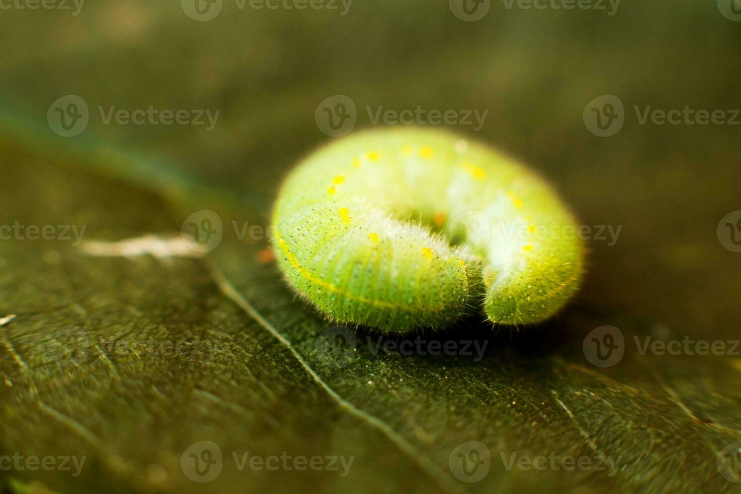 bruco verde su foglia foto