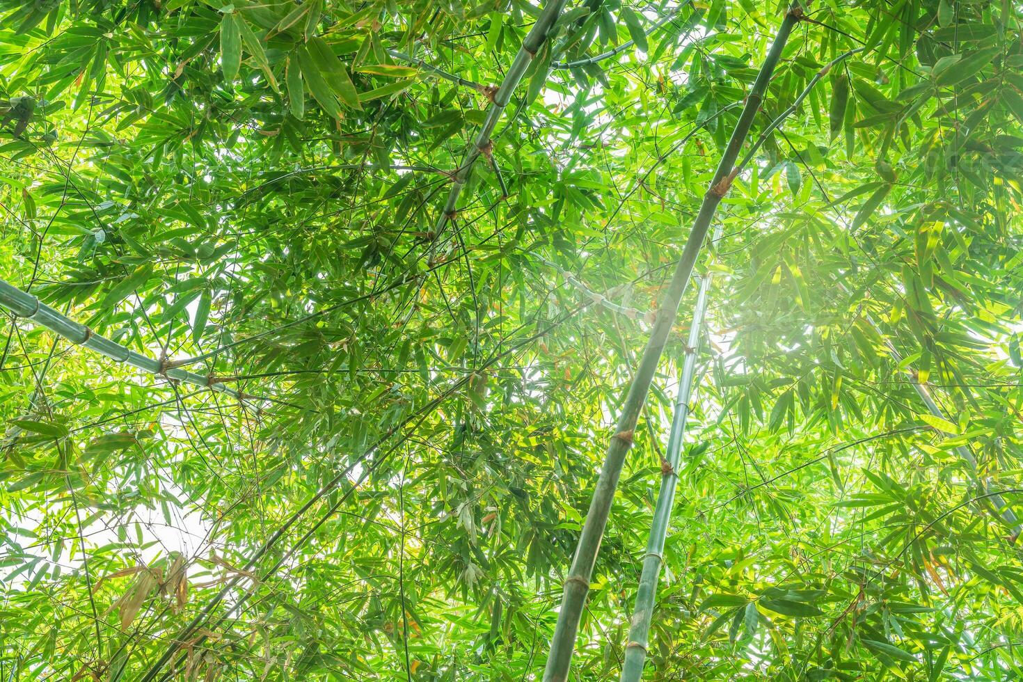 bambù foresta con luce del sole foto