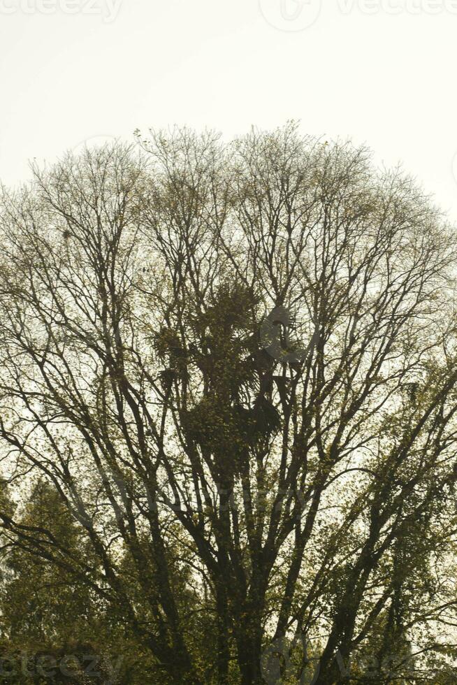 palma palma albero in crescita nel il mezzo di il bodhi albero nel natura sembra armonioso e parassita nel un' nero di seppia atmosfera su un' bianca sfondo. foto