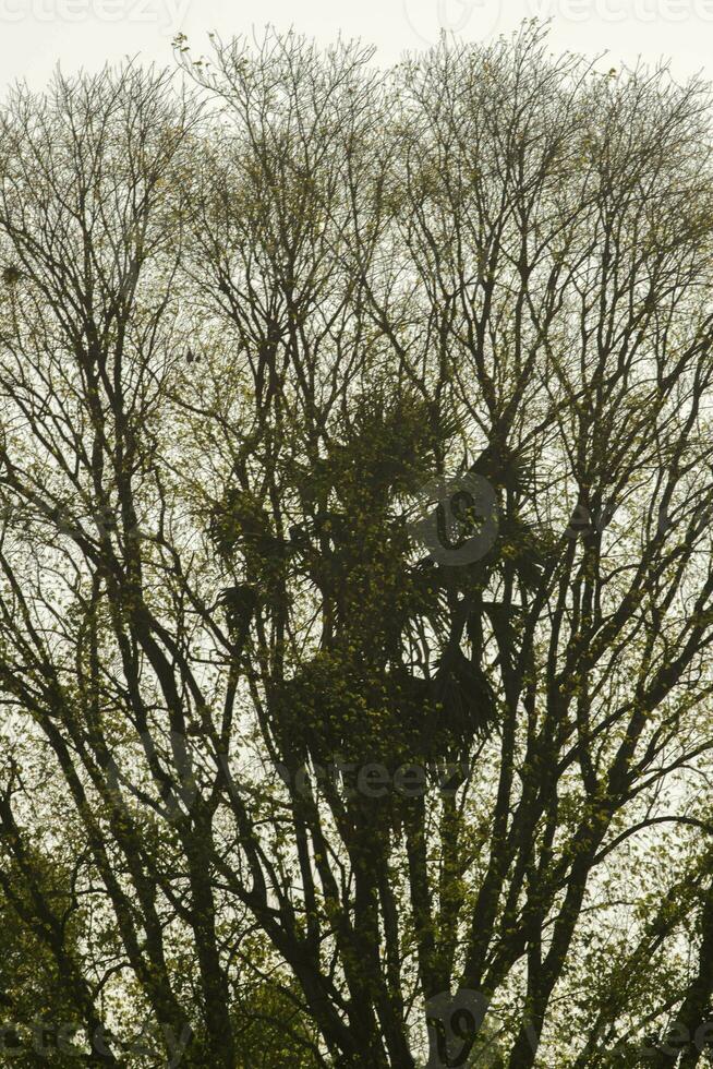 palma palma albero in crescita nel il mezzo di il bodhi albero nel natura sembra armonioso e parassita nel un' nero di seppia atmosfera su un' bianca sfondo. foto