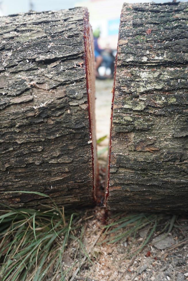 pezzi di grande albero tronchi foto