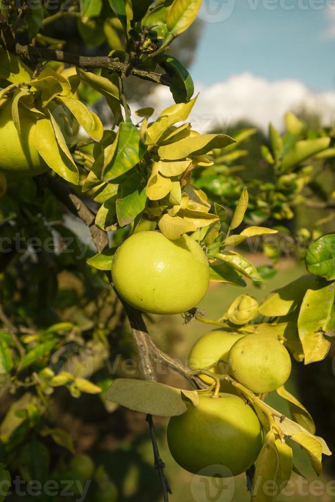 ancora verde pompelmo frutta sospeso a partire dal il albero nel avvicinamento contro sfondo di sfocato le foglie su un' soleggiato giorno foto