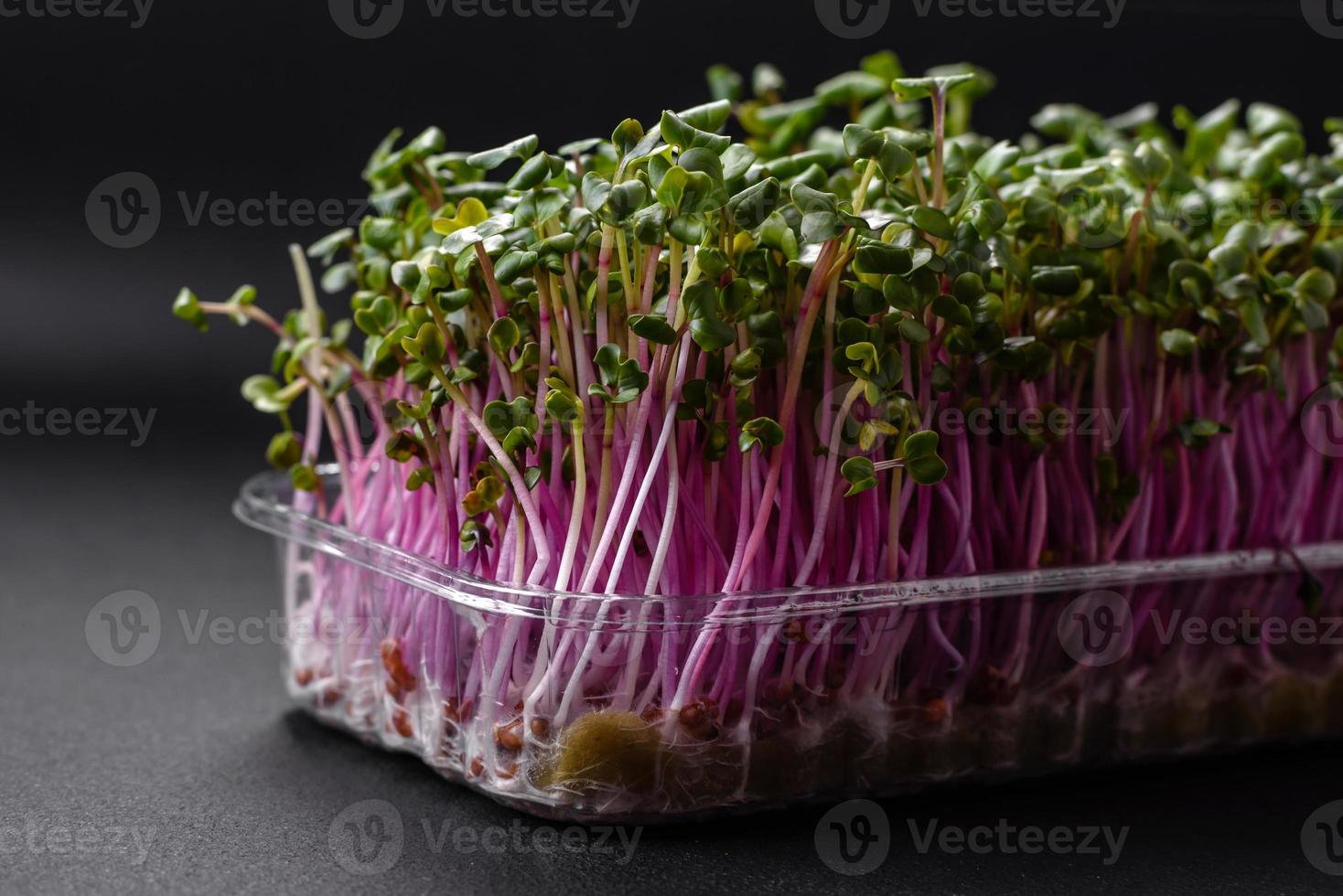 fresco microgreen ravanello nel un' plastica scatola su un' buio calcestruzzo sfondo foto