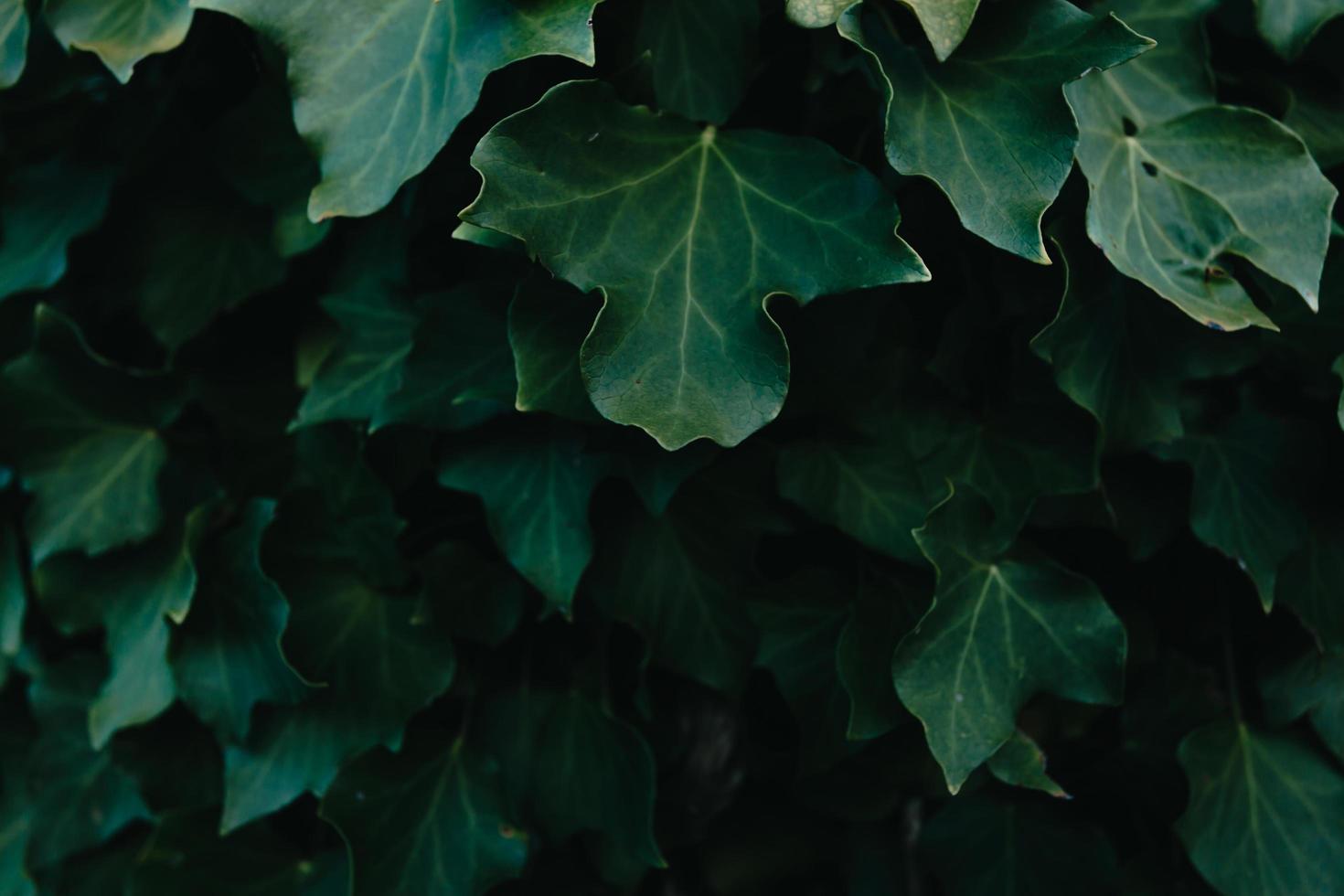 uno sfondo di foglie verde scuro con texture e copia spazio foto