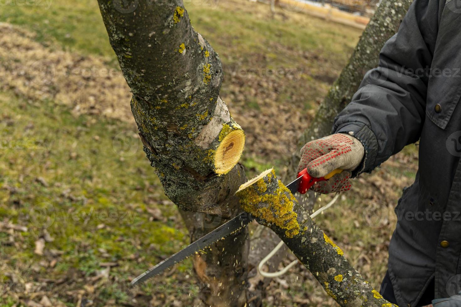 stagione potatura di alberi. il contadino sembra dopo il frutteto . foto