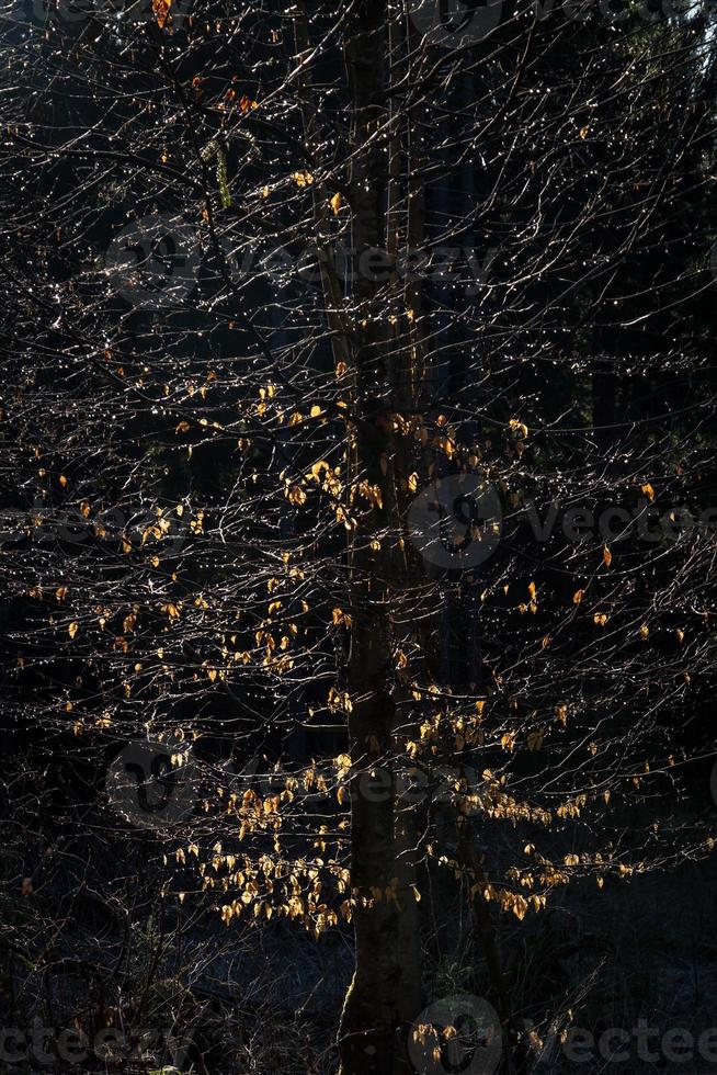 vicino su coperto di vegetazione albero con pochi autunno le foglie su buio concetto foto