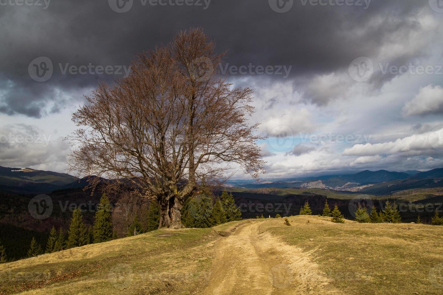 fangoso erba pendenza con coperto di vegetazione albero paesaggio foto