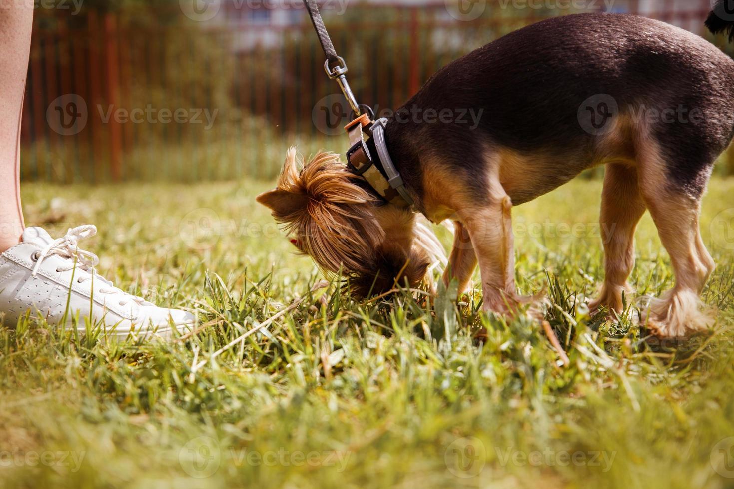 un' ragazza è a piedi con un' cane nel il parco. yorkshire terrier foto