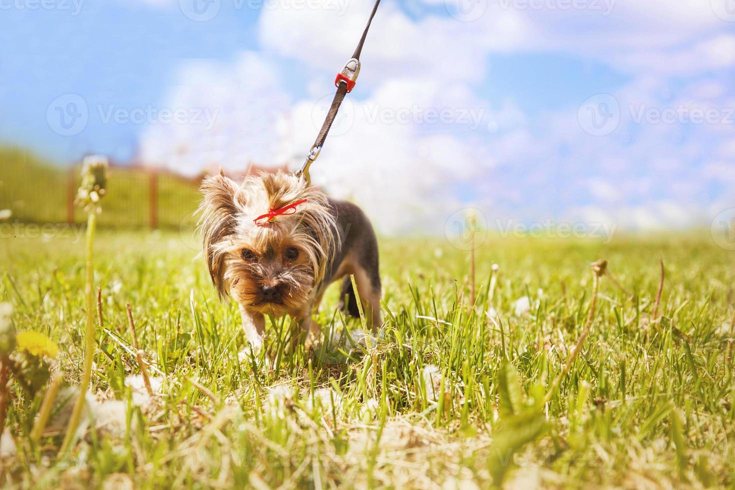 poco cane passeggiate nel il parco. un' ritratto di un' yorkshire terrier foto