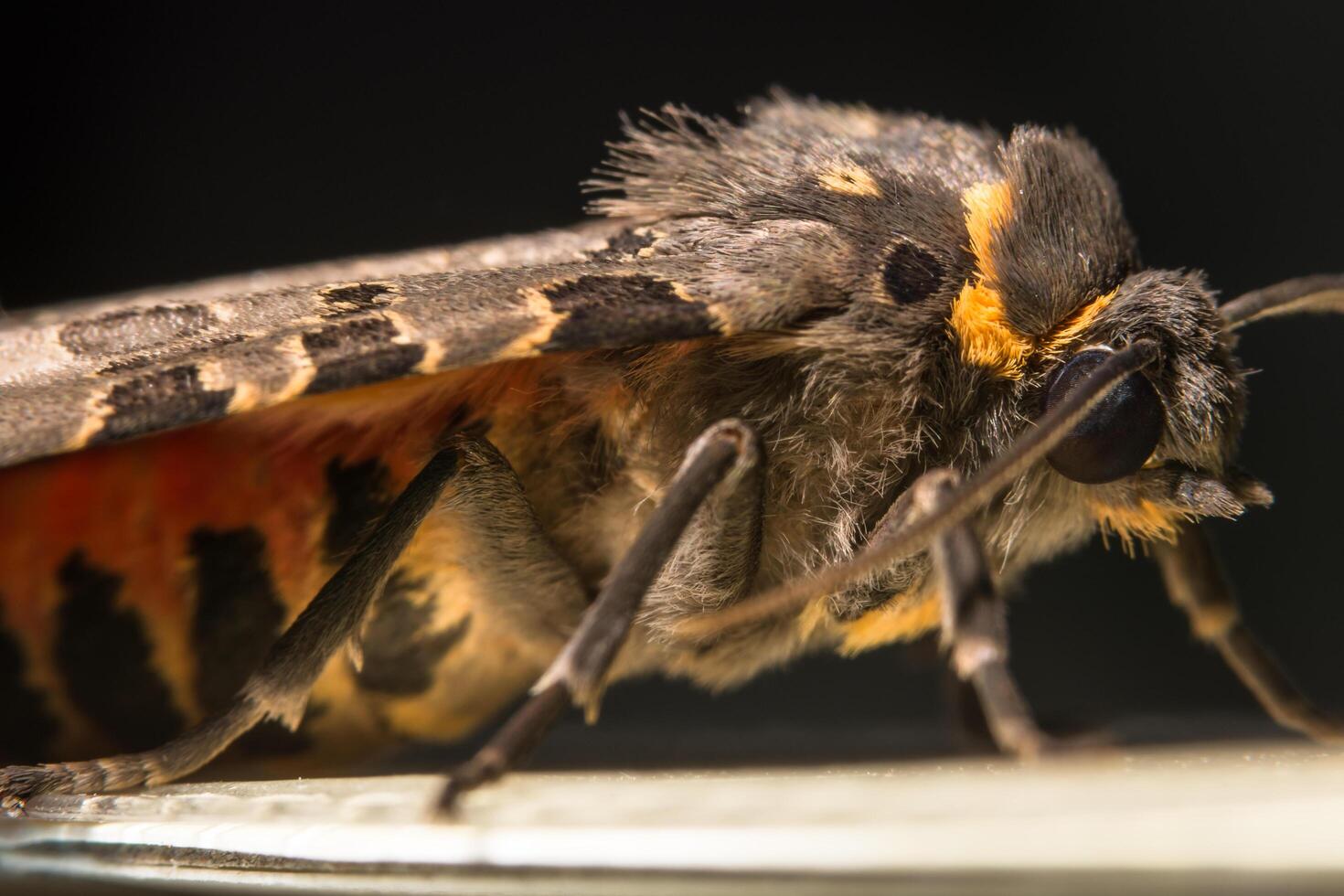 macro di falena farfalla di notte foto