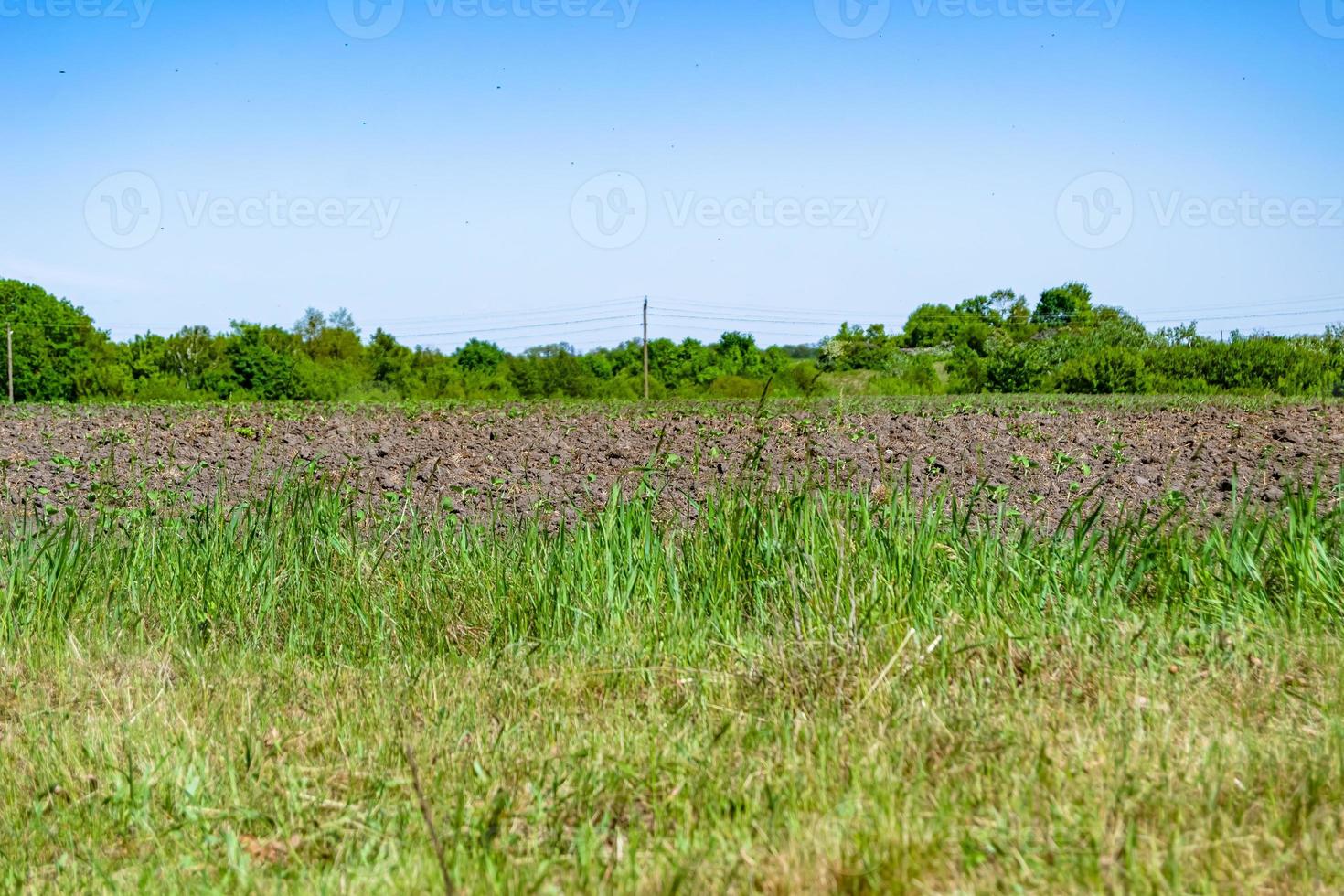 fotografia su tema grande vuoto azienda agricola campo per biologico raccogliere foto