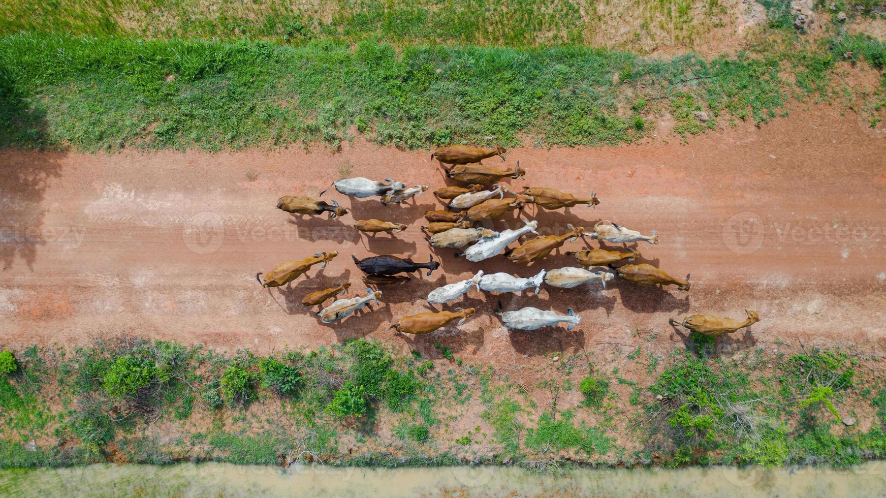 vista aerea dall'alto delle masse di molte mucche che camminano nella campagna, Thailandia foto