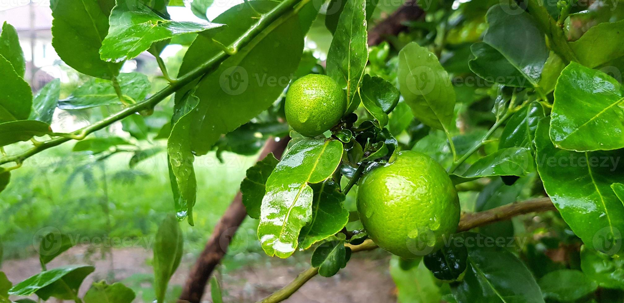 fresco lime o Limone con acqua o gocce di pioggia con verde le foglie sfondo dopo pioggia giorno. biologico verdura, raccogliere e agricoltura concetto foto