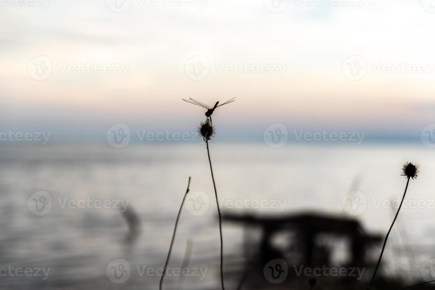 libellula su un ramoscello foto