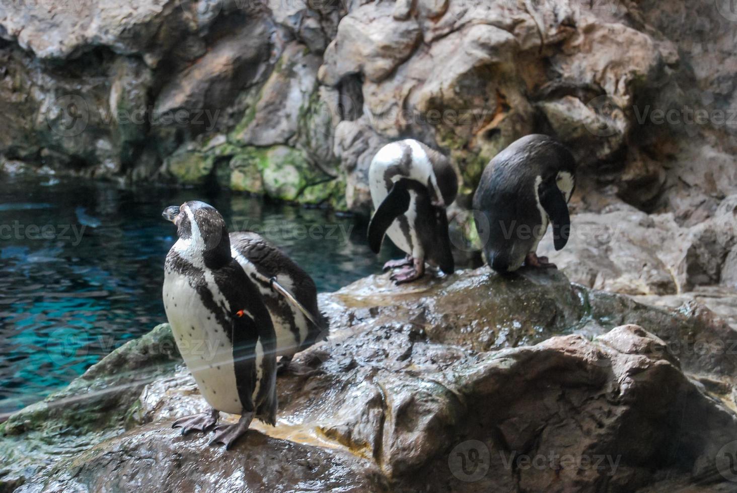 pinguini su il roccia foto