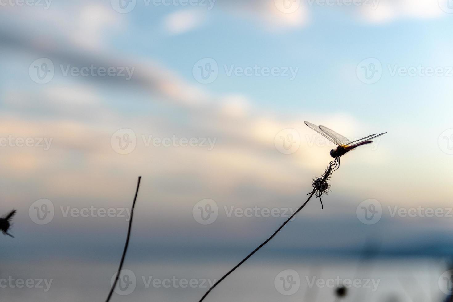 libellula su un ramoscello foto