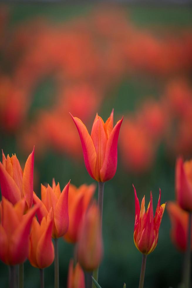 tulipani rossi e arancioni vibranti foto