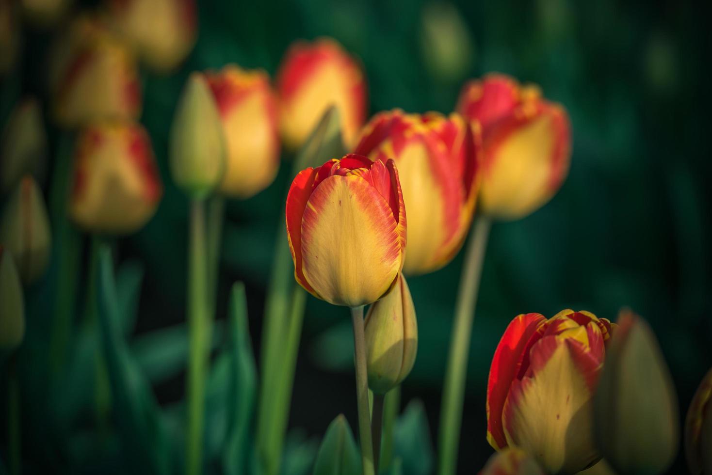 tulipani rossi e gialli foto