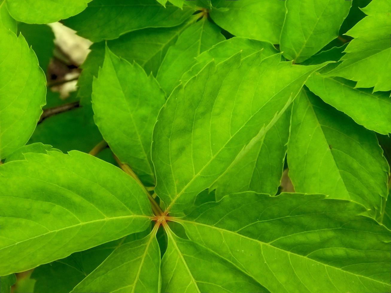 primo piano di foglie verdi in arbusti foto