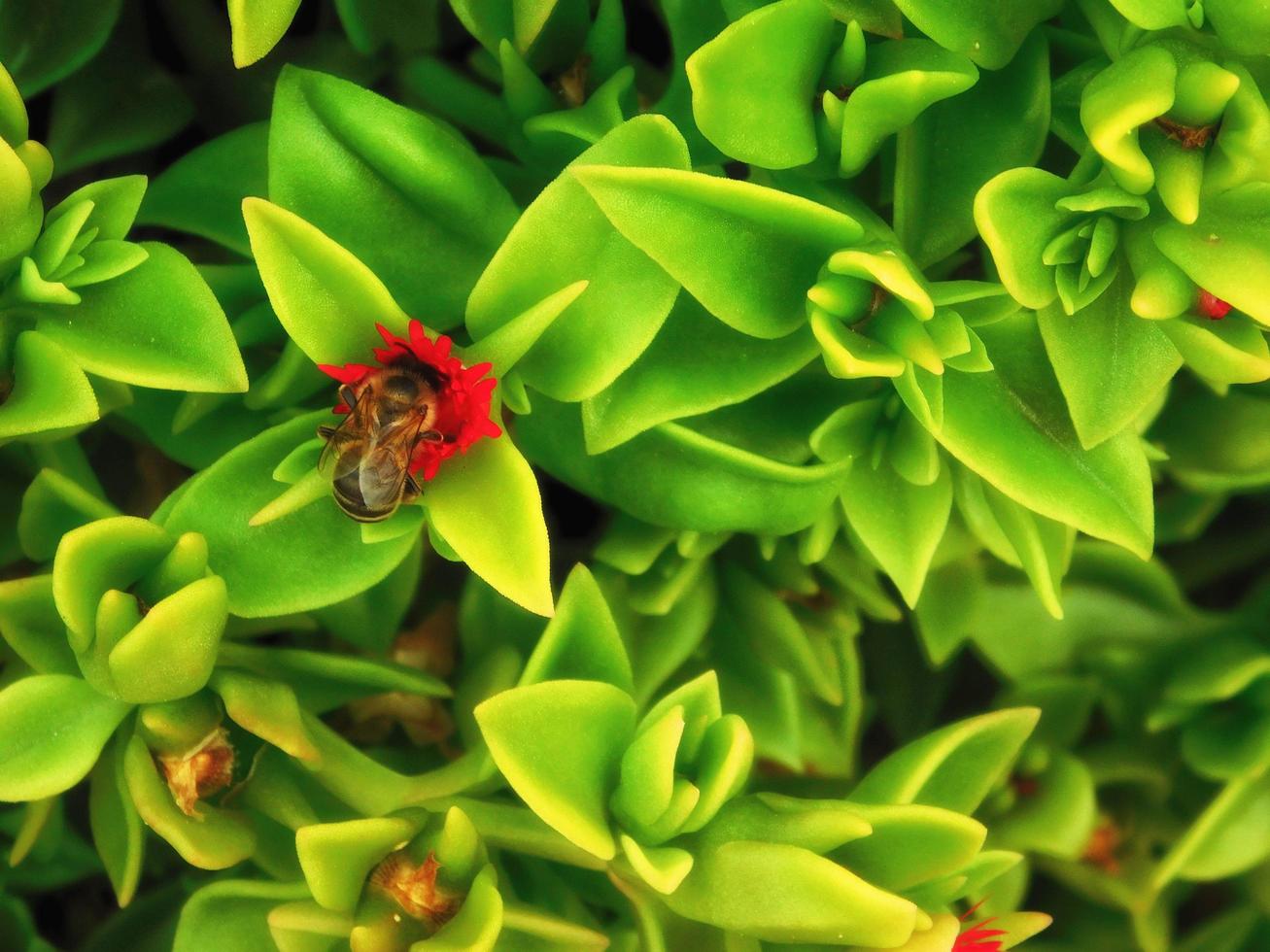 ape in un fiore tra foglie verdi in arbusti foto