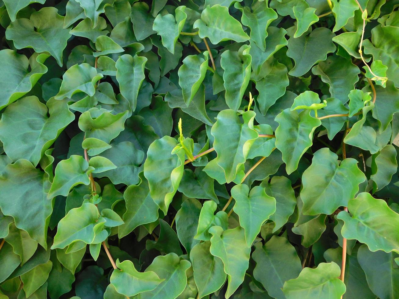 foglie verdi in arbusti foto