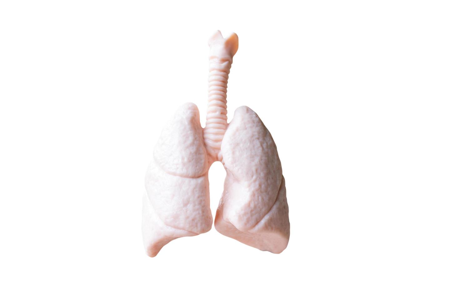 modello anatomico di polmoni umani isolato su uno sfondo bianco foto
