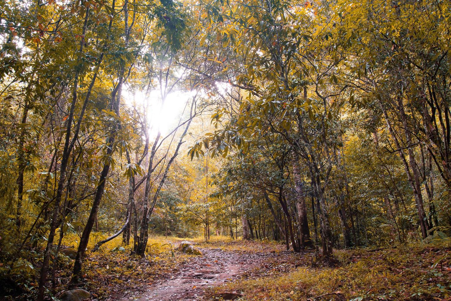 percorso in una foresta foto