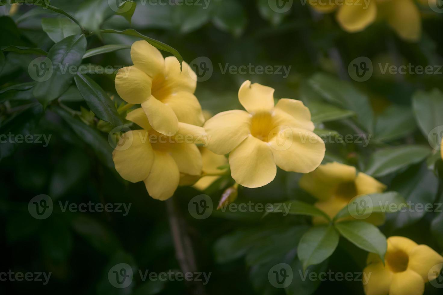 gruppo di allamanda fiori. alamanda o allamanda è un ornamentale pianta conosciuto come alamanda fiore e è anche conosciuto come d'oro tromba fiore, giallo campana fiore, o ranuncolo fiore. foto