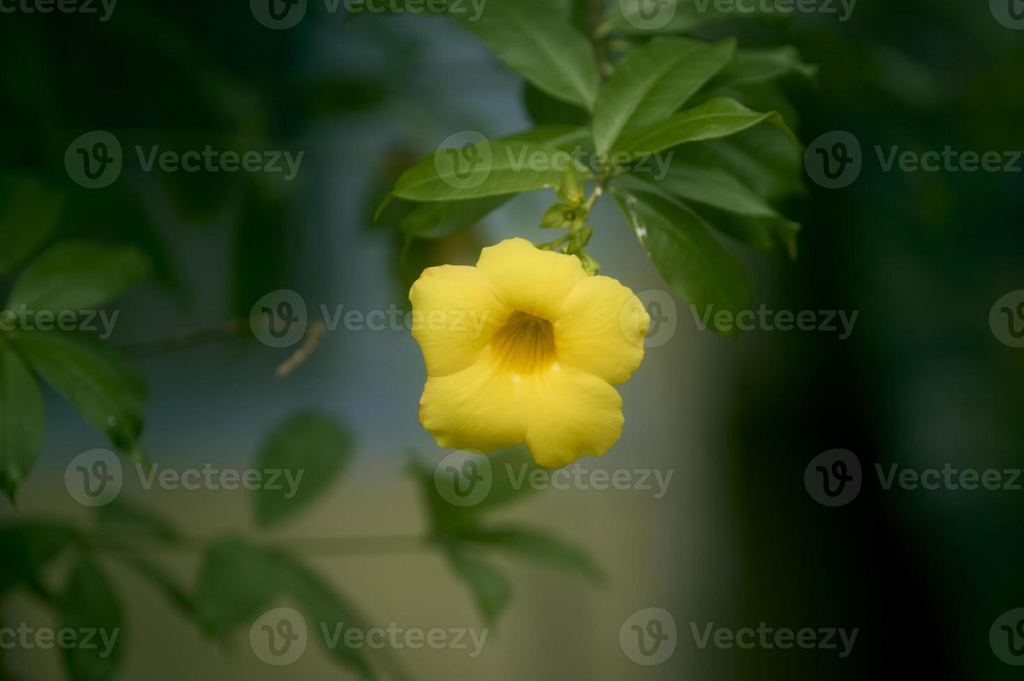 vicino su di allamanda catartica o giallo tromba fiore nel il giardino con copia spazio. Comune tromba completamente fiorito giallo fiore dentro di un' botanico giardino nel autunno. foto