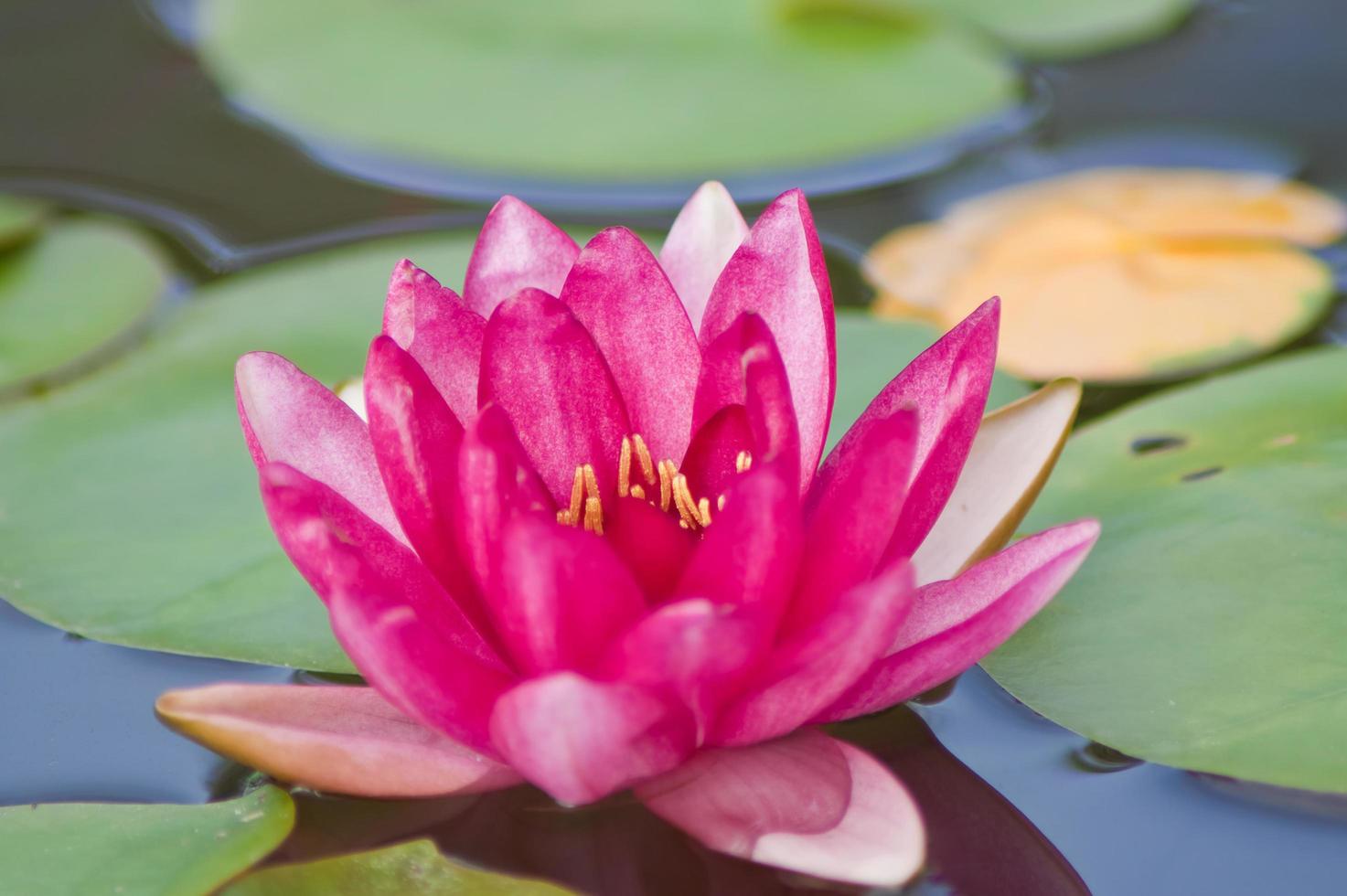 loto fiore, acqua giglio foto