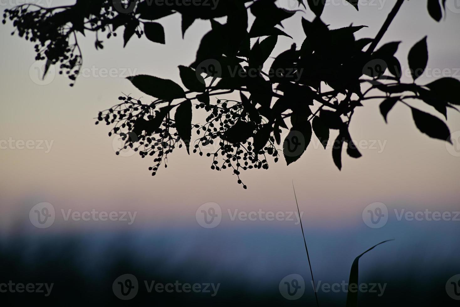 silhouette di un sambuco ramo contro un' colorato sfocato sfondo foto