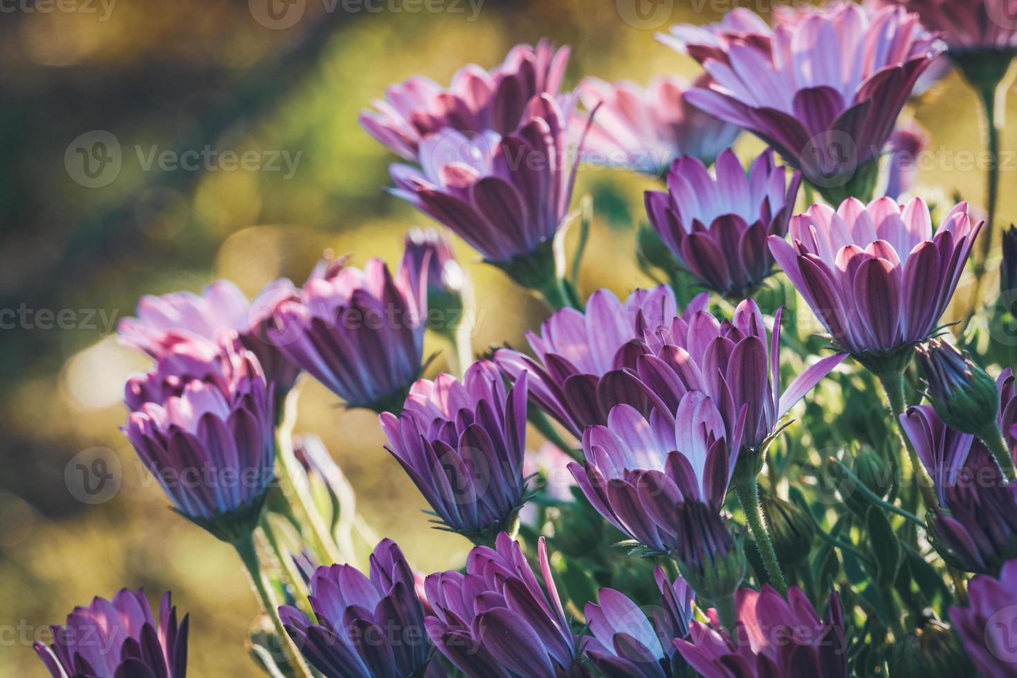 fiori viola e rosa della margherita africana foto