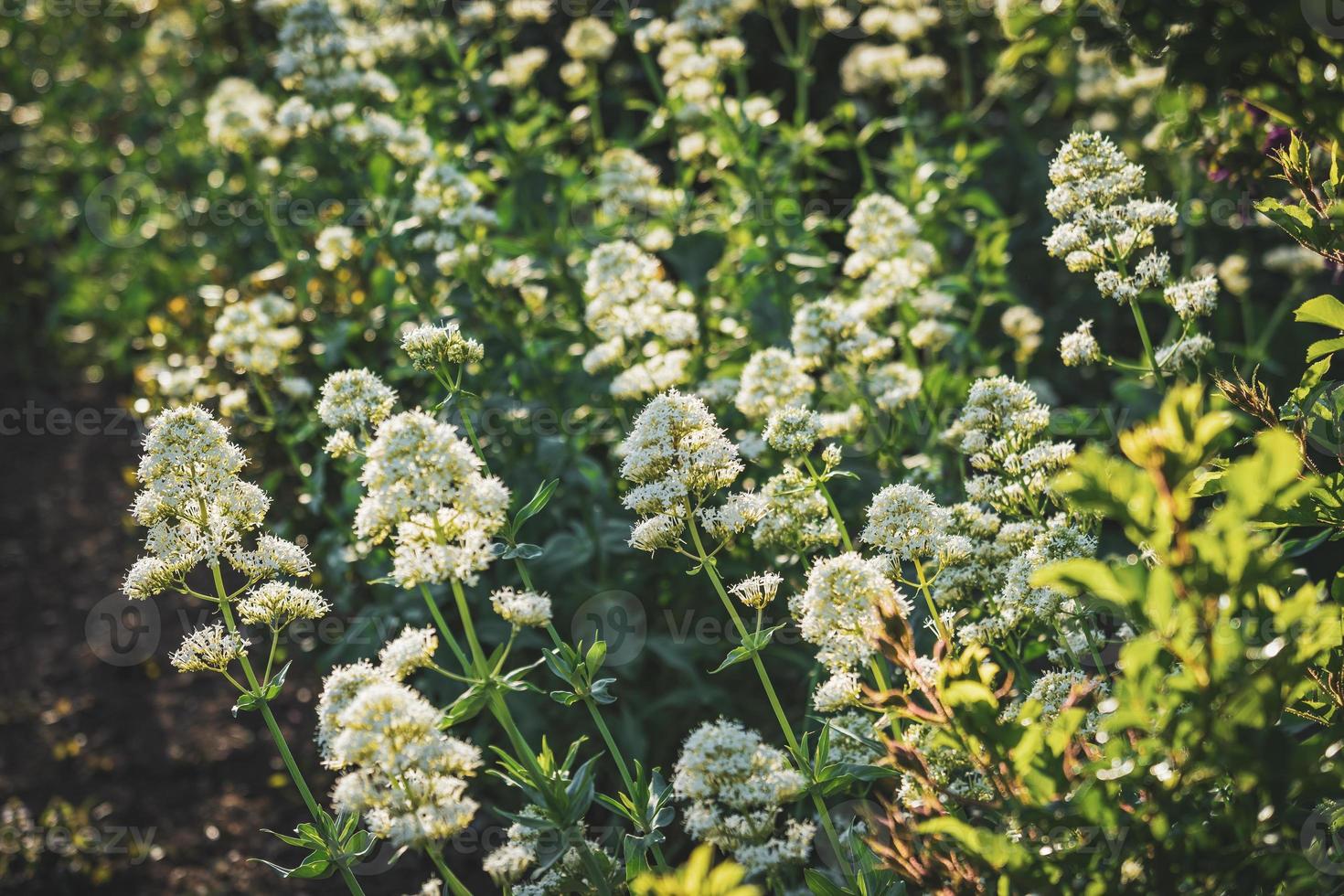 sfondo di cespugli di fiori bianchi foto