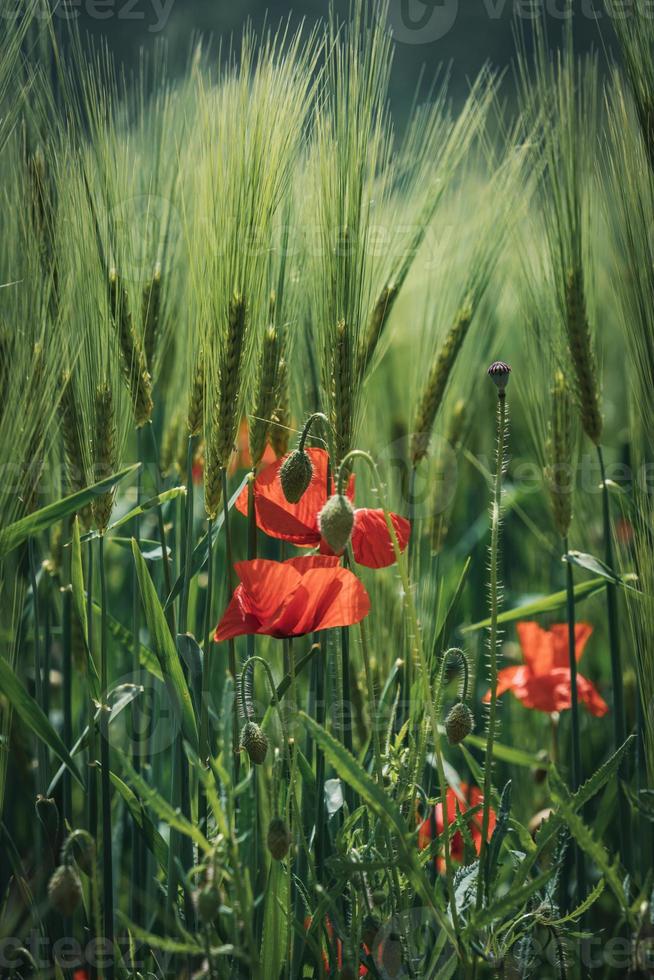 fiori di papavero tra spighe di grano verde foto