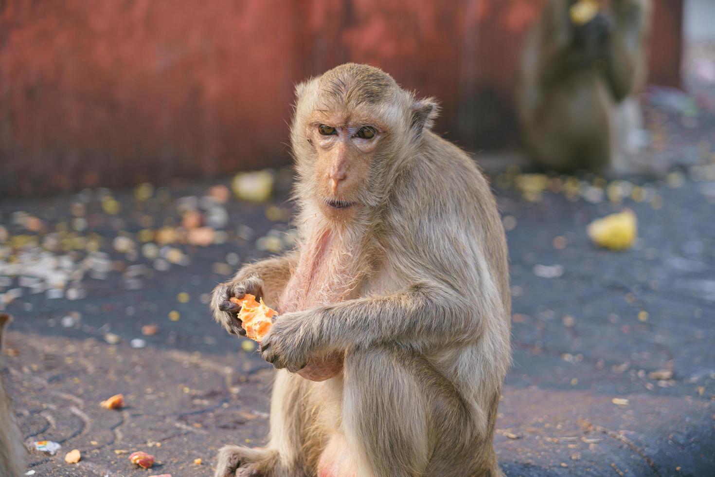 Macachi mangiatori di granchi che mangiano frutta a Lop Buri, Tailandia foto